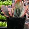Variegated Flapjack