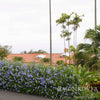 Royal Cape® Plumbago