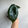 Alocasia Green Unicorn