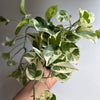 Pothos N'Joy
