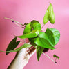 Ube (Dioscorea alata)