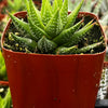 Haworthiopsis Fasciata