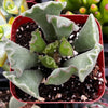 Crinkle Leaf Succulent