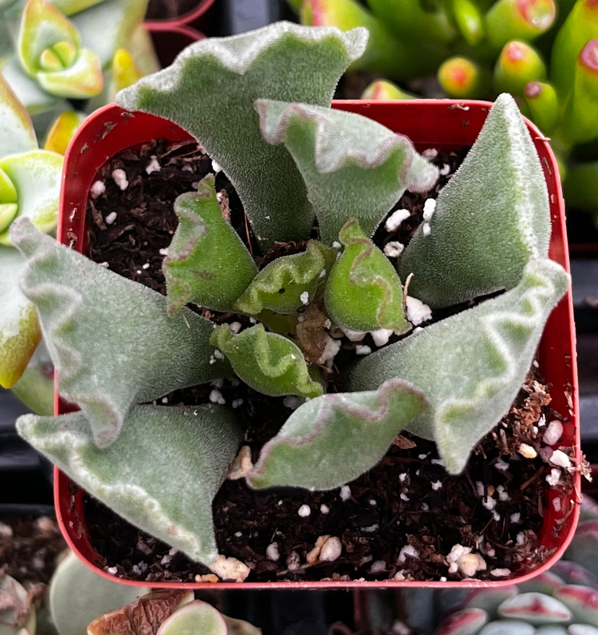 Crinkle Leaf Raspberry Crinkle Leaf Succulent – The Plant Seed