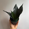 Sansevieria 'Black Dragon'