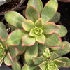 Aeonium Kiwi
