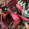 Crassula Pondo Cliff