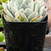 Echeveria White Rose