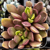 Purple Anacampseros