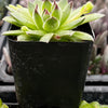 Sempervivum Spring Beauty