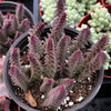Crassula Pagoda Village