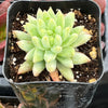 Echeveria Marcus