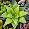 Haworthia Retusa Acuminata