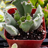 Crinkle Leaf Succulent