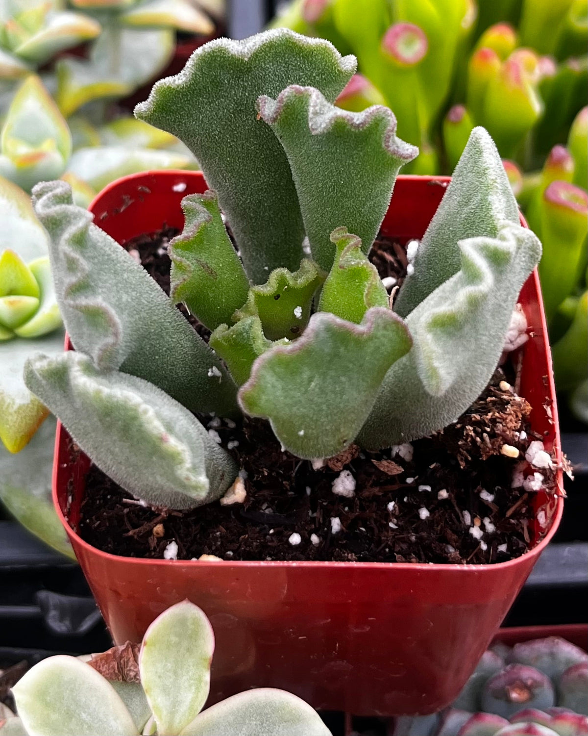 Crinkle Leaf Raspberry Crinkle Leaf Succulent – The Plant Seed