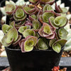 Callisia Repens Turtle Vine