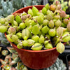 String of Watermelons