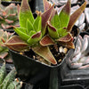 Crassula Red Pagoda