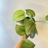 Scindapsus Silver Hero