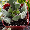 Crinkle Leaf Succulent