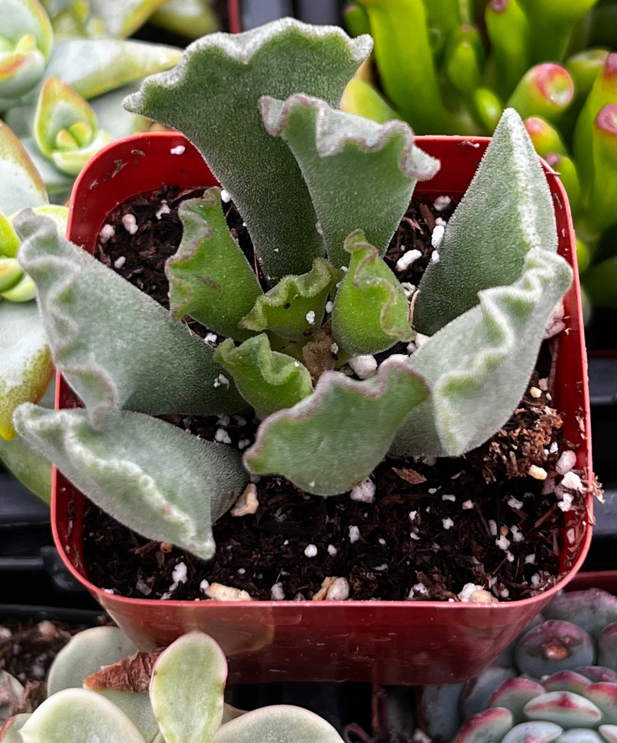 Crinkle Leaf Raspberry Crinkle Leaf Succulent – The Plant Seed