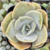 Echeveria Lolita