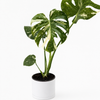 Monstera Thai Constellation