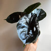 Alocasia Green Unicorn