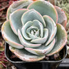 Echeveria Imbricata Hybrid