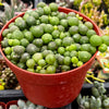 String of Pearls