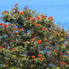 African Tulip Tree, Jamaican Donkey Pee Pee  (Spathodea campanulata)