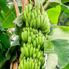 Banana Bundle: Siam Ruby, Blood Banana, Dwarf Cavendish & Red Abyssinian