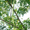 Moringa (Moringa oleifera)