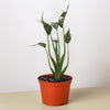 Alocasia 'Tiny Dancer' - 4" Pot