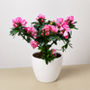 Azalea (Rhododendron)