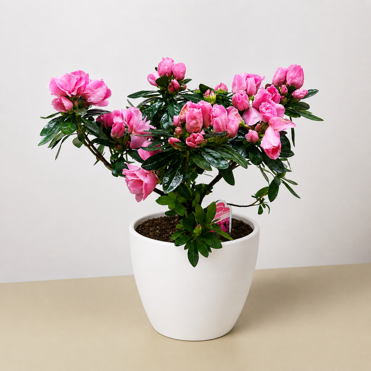 Azalea (Rhododendron)