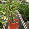 Bonsai Jade Dwarf Green