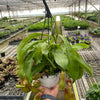 Carnivorous 'Monkey Cup' Plant