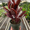 Cordyline 'Calypso Queen'