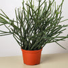 Euphorbia 'Pencil Cactus'