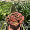 Fittonia 'Red'