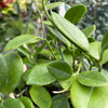Hoya 'Keysii'