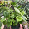 Hoya 'Keysii'