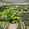 Malpighia Barbados Cherry