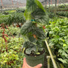 Monstera 'Dubia' (Shingle Plant)