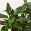 Monstera 'Standeleyana Albo Variegated'
