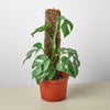 Philodendron Mini Monstera Minima