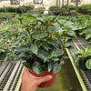 Nematanthus Black Goldfish Plant
