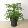 Norfolk 'Island Pine'