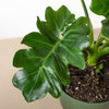 Philodendron 'Atom'